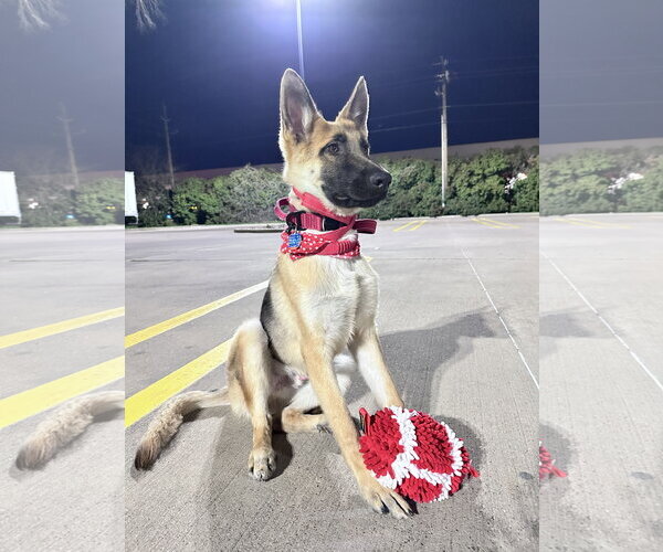 Medium Photo #2 German Shepherd Dog-Unknown Mix Puppy For Sale in McKinney, TX, USA