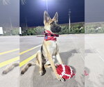 Small #1 German Shepherd Dog Mix
