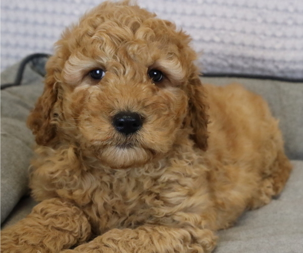 Medium Photo #3 Goldendoodle (Miniature) Puppy For Sale in BOSWELL, IN, USA