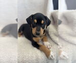 Small #1 Boxador