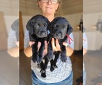 Small Photo #21 Labrador Retriever Puppy For Sale in WAGENER, SC, USA