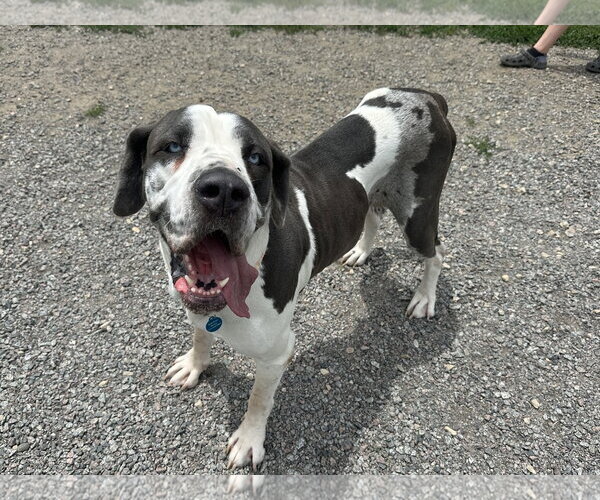 Medium Photo #2 Great Dane Puppy For Sale in St. Louis Park, MN, USA