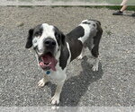 Small Photo #2 Great Dane Puppy For Sale in St. Louis Park, MN, USA