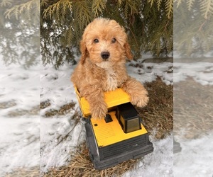 Poodle (Miniature) Puppy for sale in MIDDLEBURY, IN, USA