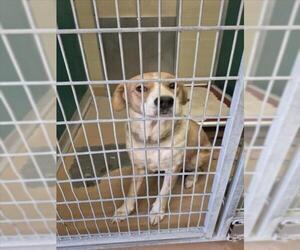 Labrador Retriever-Unknown Mix Dogs for adoption in Texas City, TX, USA