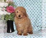 Small Photo #3 Maltipoo Puppy For Sale in RISING SUN, MD, USA