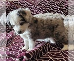 Small #9 Miniature Australian Shepherd