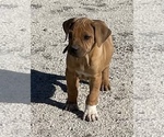 Small Photo #145 Rhodesian Ridgeback Puppy For Sale in MORONGO VALLEY, CA, USA