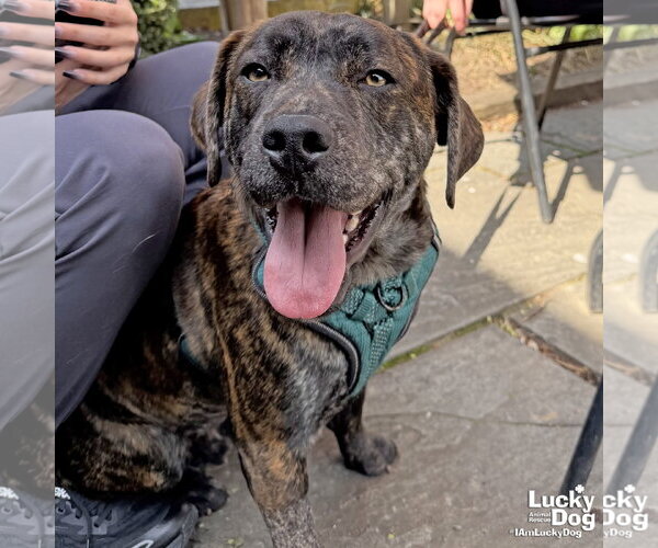 Medium Photo #3 Basset Hound-Unknown Mix Puppy For Sale in Washington, DC, USA