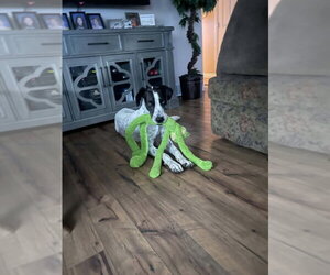 Great Dane-Unknown Mix Dogs for adoption in Salt Lake City, UT, USA