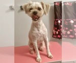 Small #2 Maltese Mix