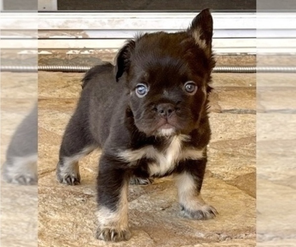Medium Photo #3 French Bulldog Puppy For Sale in TALLAHASSEE, FL, USA