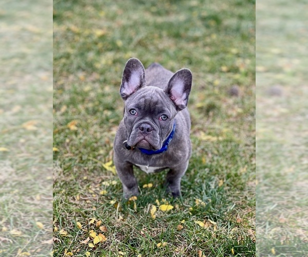 Medium Photo #4 French Bulldog Puppy For Sale in BRIGHTON, CO, USA