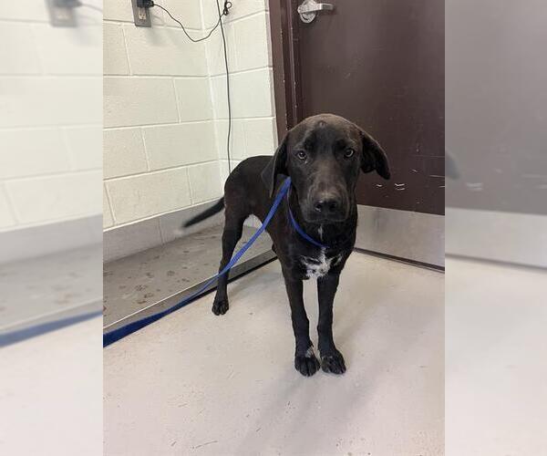 Medium Photo #1 Labrador Retriever-Unknown Mix Puppy For Sale in Corpus Christi, TX, USA