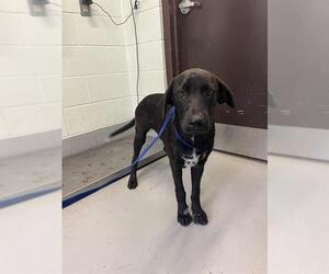 Labrador Retriever-Unknown Mix Dogs for adoption in Corpus Christi, TX, USA