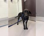Small Labrador Retriever Mix