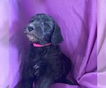 Small Photo #1 Goldendoodle Puppy For Sale in SOUTH HAVEN, MN, USA