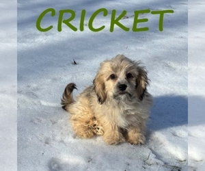 Shih-Poo Puppy for sale in HARTLAND, MN, USA