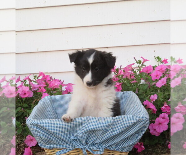 Medium Photo #3 Shetland Sheepdog Puppy For Sale in ATHENS, WI, USA
