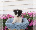 Small #1 Shetland Sheepdog