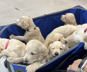 Labradoodle Puppy for Sale in FORT LAUDERDALE, Florida USA