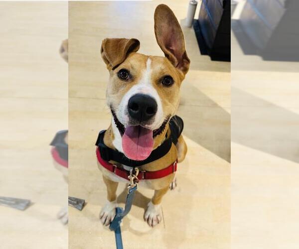 Medium Photo #2 American Pit Bull Terrier Puppy For Sale in Santa Barbara, CA, USA