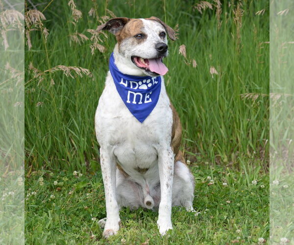 Medium Photo #13 Mutt Puppy For Sale in Gretna, NE, USA