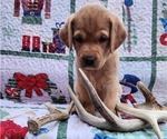 Small Photo #47 Labrador Retriever Puppy For Sale in BUFFALO, NY, USA