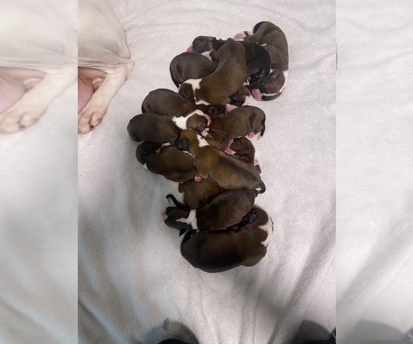 Medium Photo #1 Boxer Puppy For Sale in MOREHEAD, KY, USA