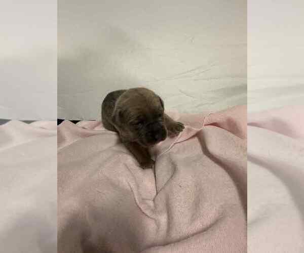 Medium Photo #5 Cane Corso Puppy For Sale in CAMBY, IN, USA
