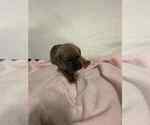 Small Photo #5 Cane Corso Puppy For Sale in CAMBY, IN, USA