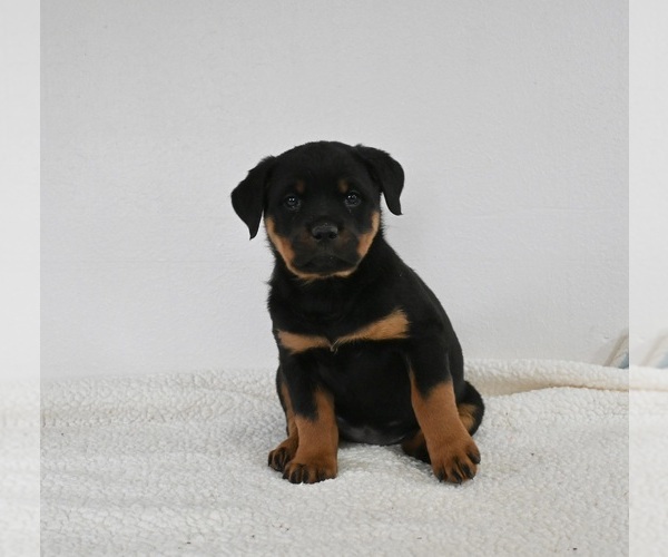 Medium Photo #1 Rottweiler Puppy For Sale in FREDERICKSBURG, OH, USA