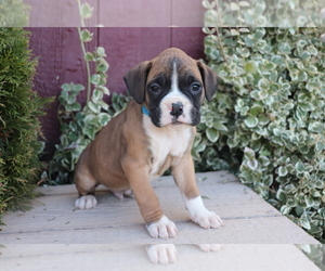 View Ad Boxer Puppy For Sale Near Ohio Shiloh Usa Adn 315255