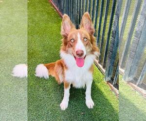 Australian Shepherd-Unknown Mix Dogs for adoption in Rockwall, TX, USA