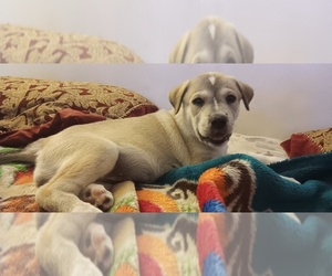 American Pit Bull Terrier-Siberian Husky Mix Puppy for sale in PHOENIX, AZ, USA