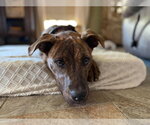 Small Photo #1 American Pit Bull Terrier-Unknown Mix Puppy For Sale in Oakhurst, NJ, USA