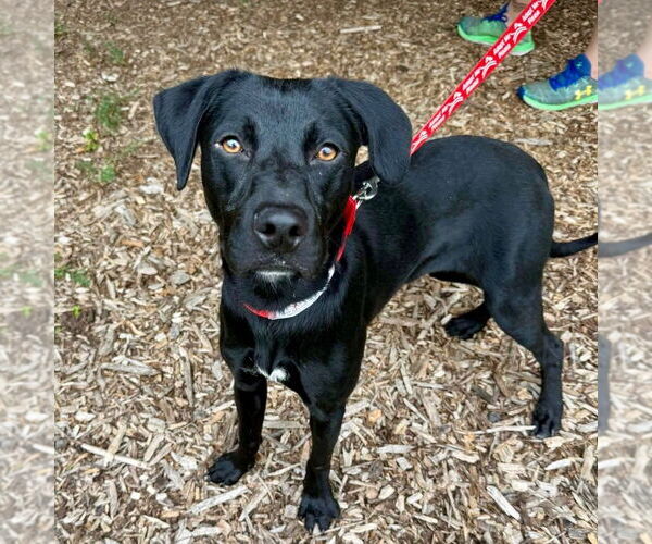 Medium Photo #4 Mutt Puppy For Sale in Canton, CT, USA