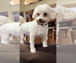 Small #3 Maltese Mix