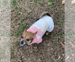 Small #7 Chihuahua Mix