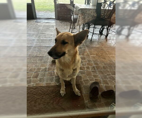 Medium Photo #1 German Shepherd Dog Puppy For Sale in St. Cloud, FL, USA