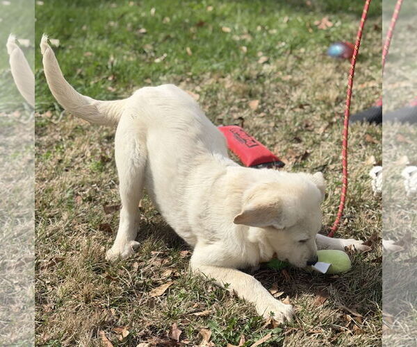 Medium Photo #4 Great Pyrenees-Unknown Mix Puppy For Sale in Yardley, PA, USA