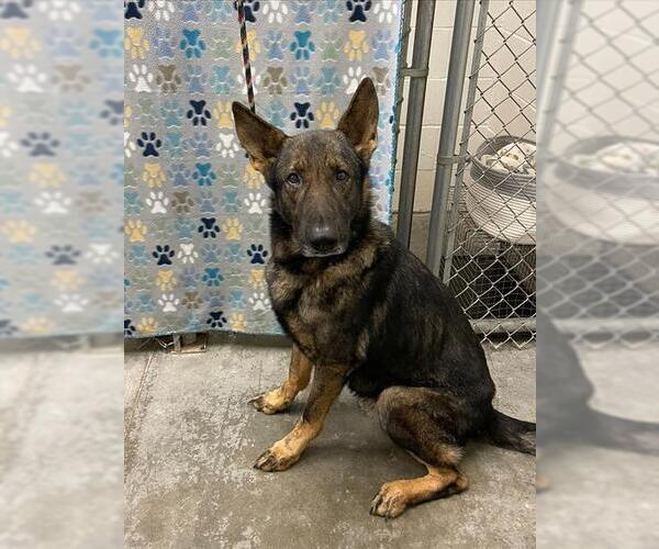 Medium Photo #1 Holland Shepherd Puppy For Sale in Rosenberg, TX, USA
