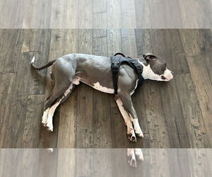 Cupcake - Male Mutt Dog for Adoption - Photo #3