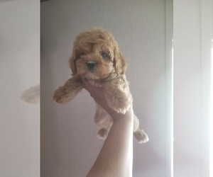 Bichpoo Puppy for Sale in SPARTA, Tennessee USA
