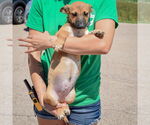 Small #2 German Shepherd Dog Mix