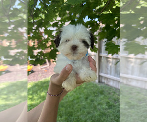 Havanese Puppy for sale in CAMBRIDGE, NE, USA