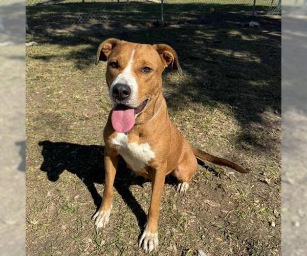 Medium Photo #1 Mutt Puppy For Sale in Conroe, TX, USA