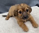 Small Photo #25 Chiweenie Puppy For Sale in SAINT AUGUSTINE, FL, USA