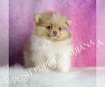 Small Photo #4 Pomeranian Puppy For Sale in WARSAW, IN, USA