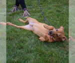 Small #5 Labrador Retriever-Red Heeler Mix